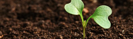 semente-yoga-ansidedade-por-yogananda