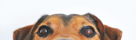 Inspiração Meu cachorro chamado Karma