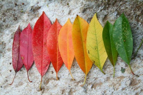 a-pratica-de-yoga-estacoes-do-ano-ayurveda